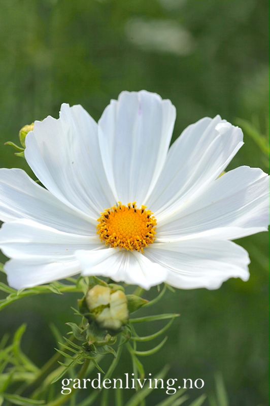 Pyntekorg 'Purity’ - Cosmos bipinnatus 