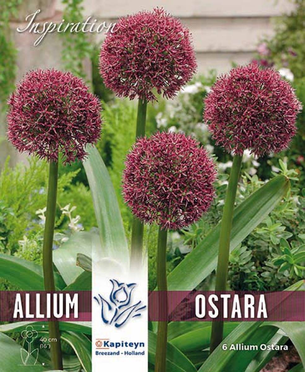 Prydløk 'Ostara' - Allium - 6 stk