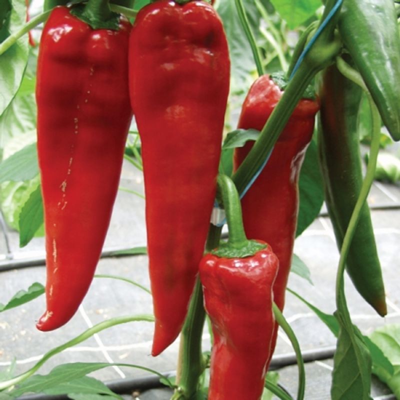 Paprika 'Diablo' F1 - Capsicum annuum