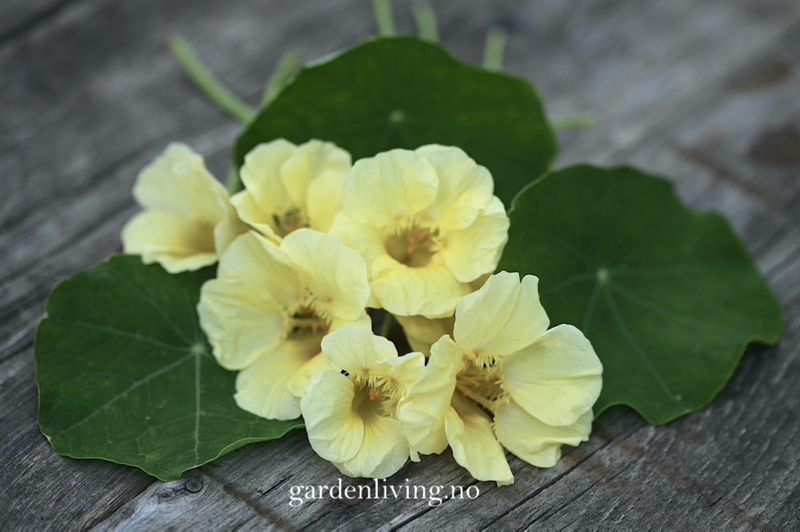 Blomkarse 'Milkmaid', lav - Tropaeolum majus