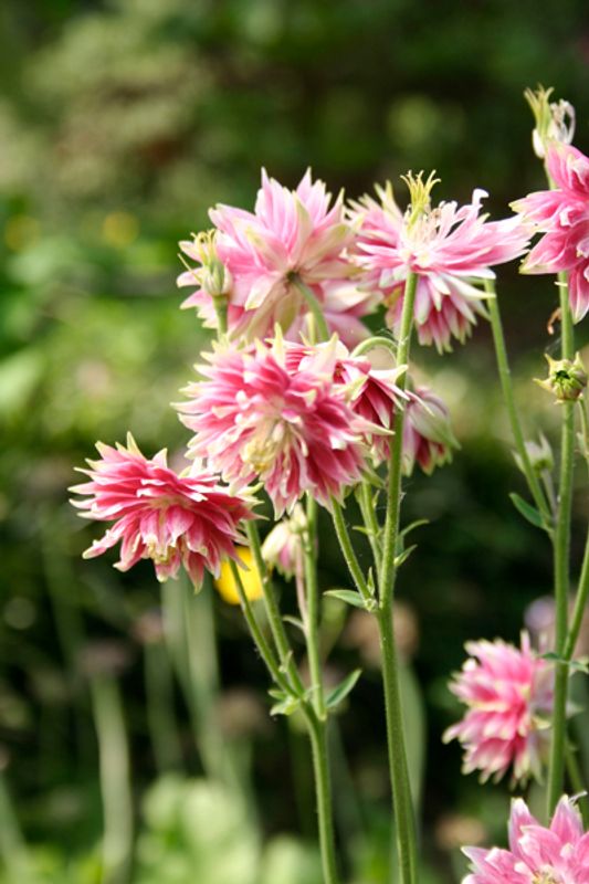 Akeleie 'Nora Barlow’ - Aquilegia vulgaris 