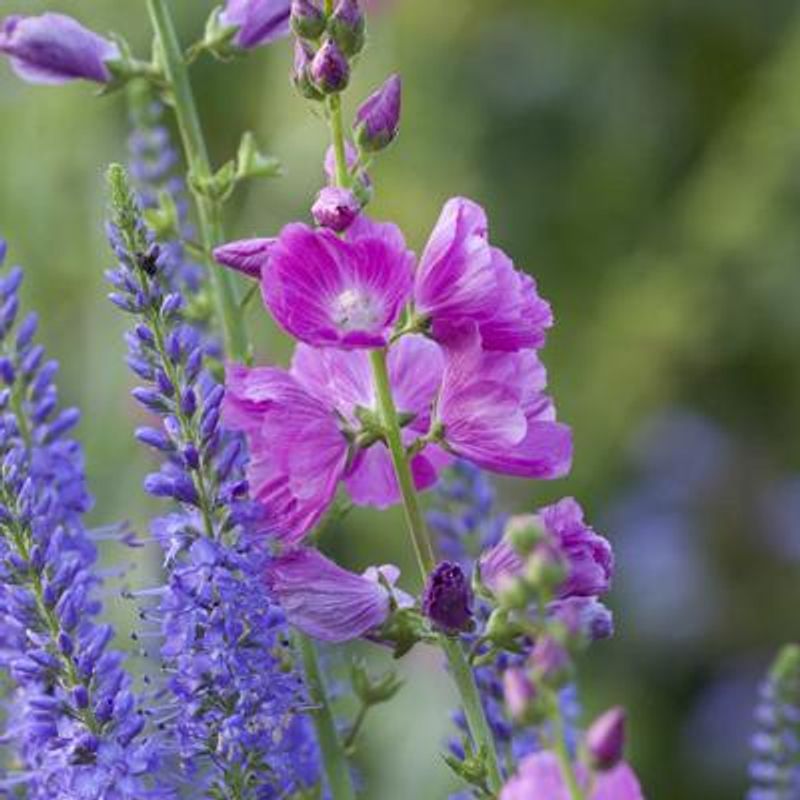 Tvikattost 'Partygirl' - Sidalcea malviflora-hybr