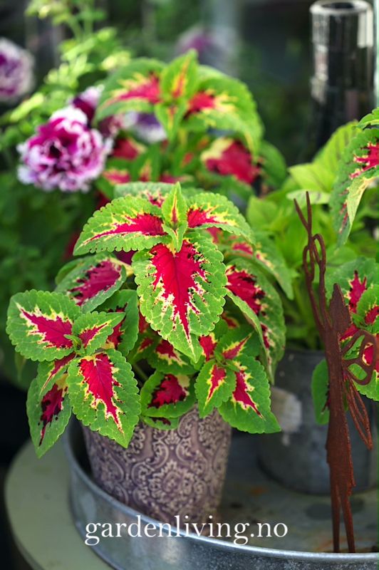 Praktspragle 'Wizard® Rose' - Solenostemon blumei