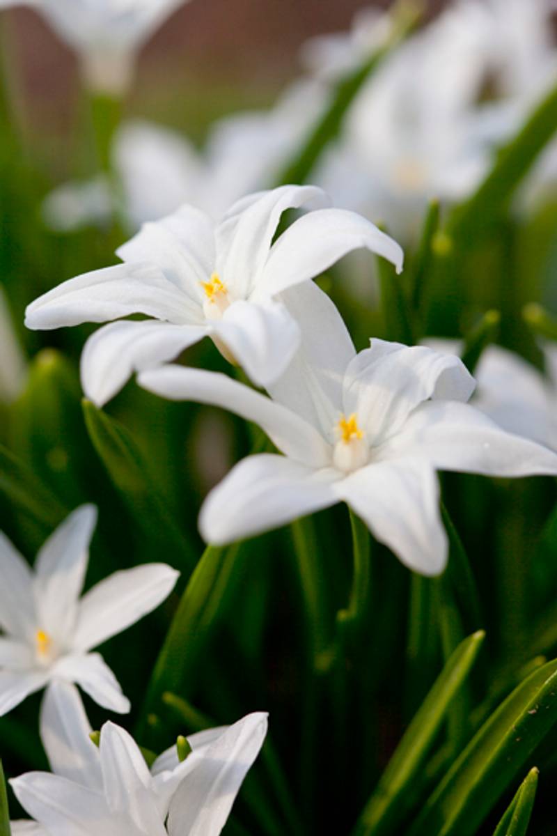 Minnesnøstjerne 'Alba' - Chionodoxa luciliae - 20 stk