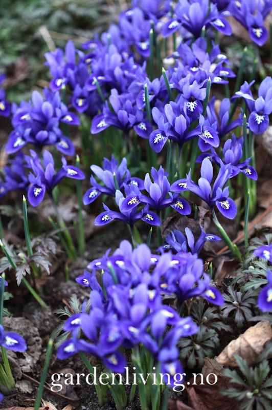 Våriris 'Harmony' - Iris reticulata - 15 stk