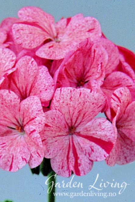 Hovedbilde Pelargonium 'Raspberry Ripple' F1