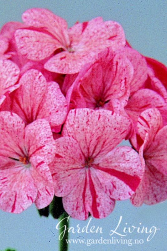 Pelargonium 'Raspberry Ripple' F1