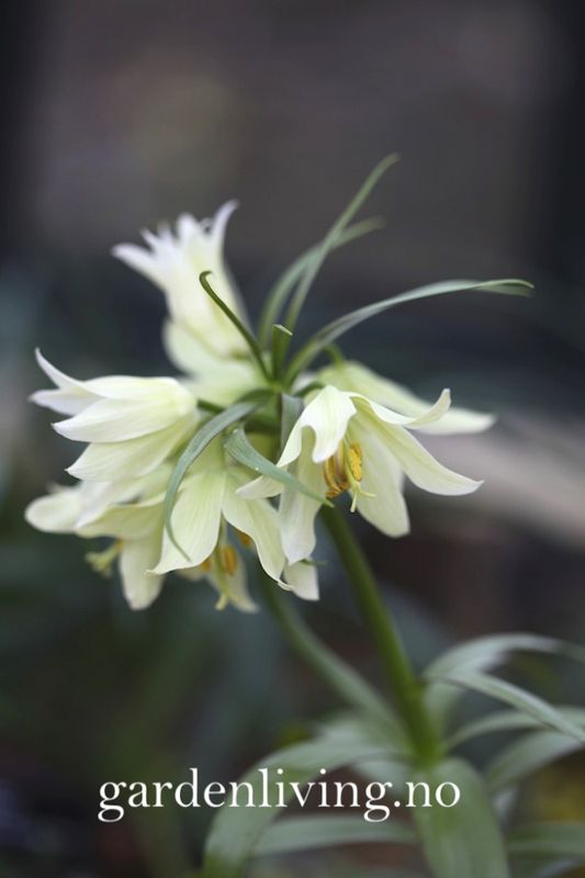 Fritillaria raddeana - 1 stk