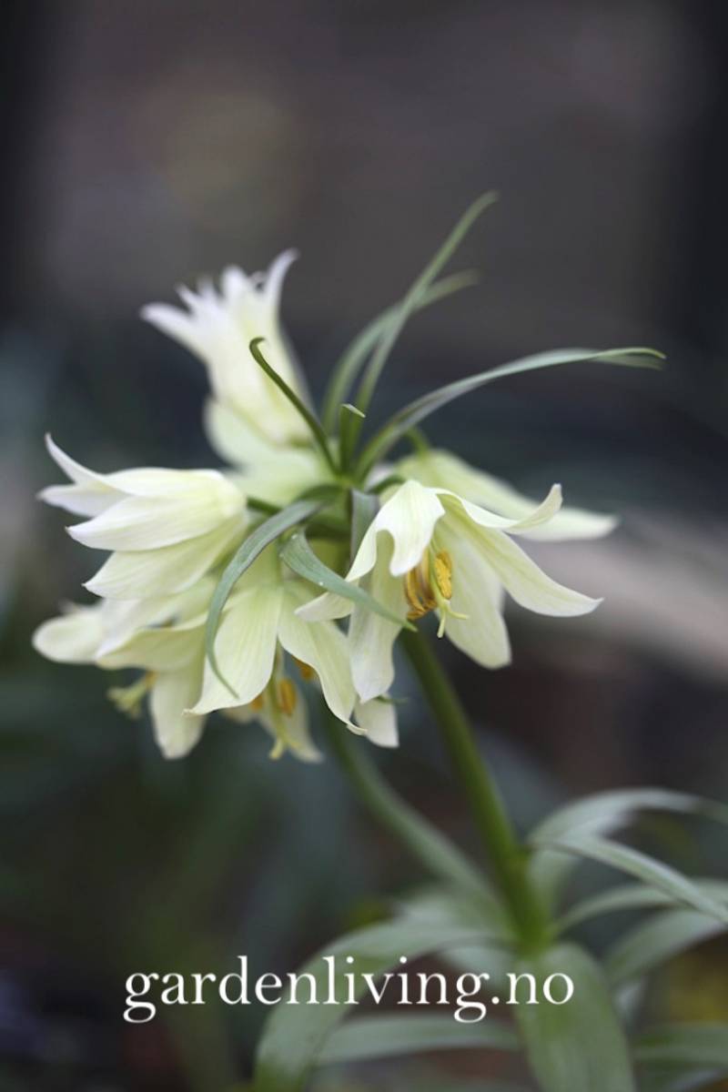 Fritillaria raddeana - 1 stk