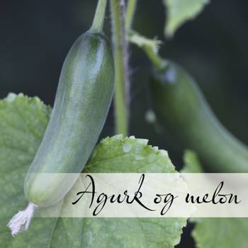 Hovedbilde Agurk og melon