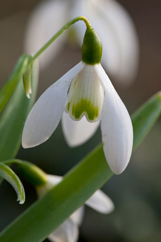 Snøklokke - Galanthus nivalis - 5 stk