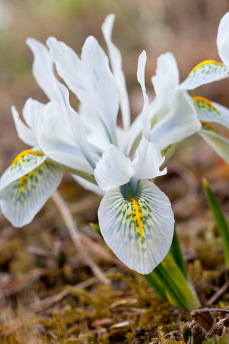 Våriris 'Katharine Hodgkin’ - Iris - 10 stk