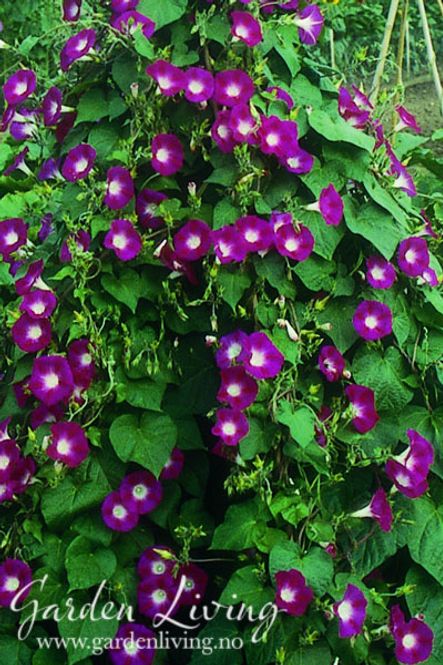 Hovedbilde Praktvindel ’Scarlet O’Hara’ - Ipomoea ...