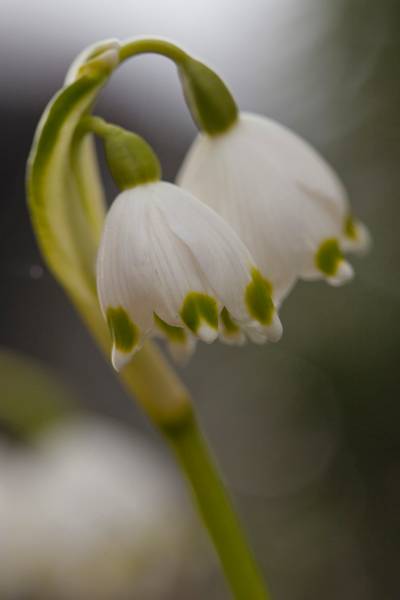Hovedbilde Marsklosterklokke - Leucojum vernum - 3 stk