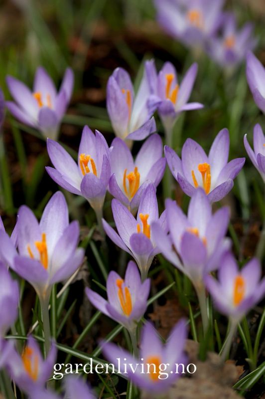 Snøkrokus 'Barr’s Purple’ - Crocus tom. - 12 stk
