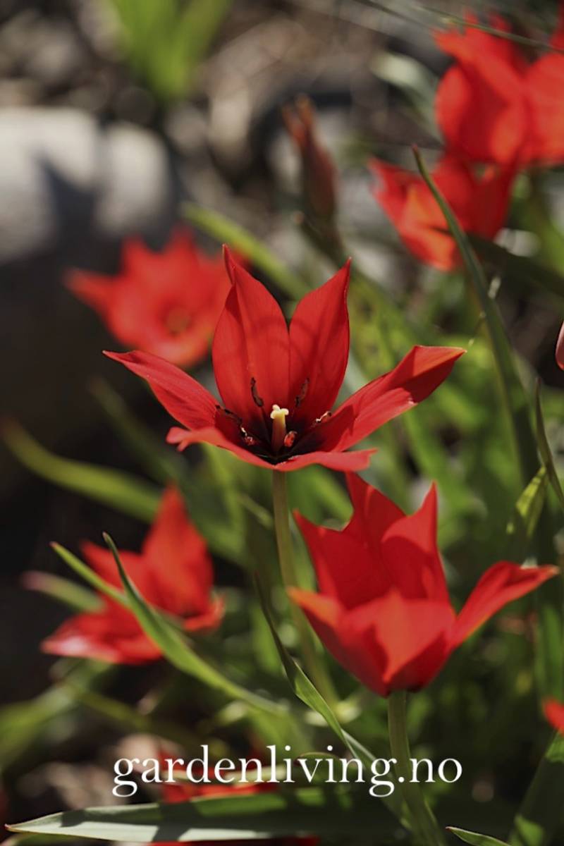 Lintulipan - Tulipa linifolia - 10 stk