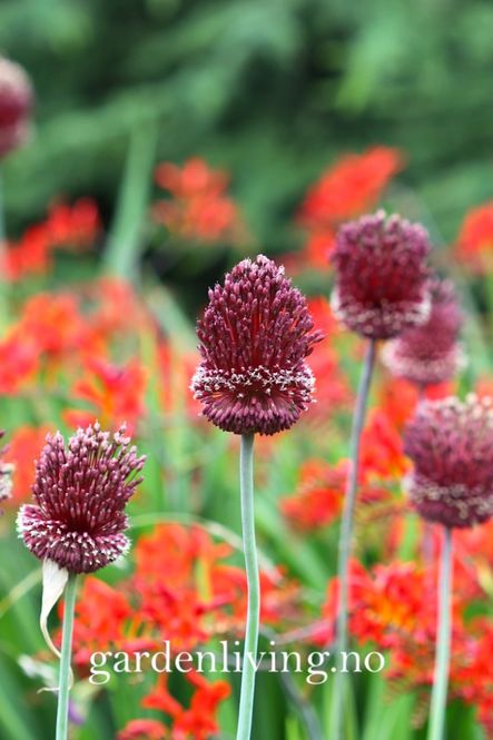 Hovedbilde Prydløk 'Red Mohican' - Allium - 2 stk