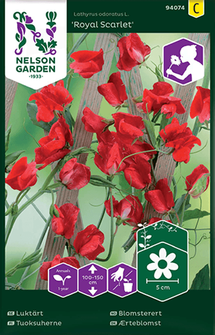 Hovedbilde Blomsterert 'Royal Scarlet' - Lathyrus odoratus 
