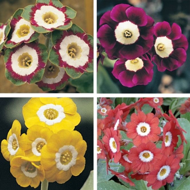 Hovedbilde Aurikkel 'Elite Garden Mixed' - Primula auricula 