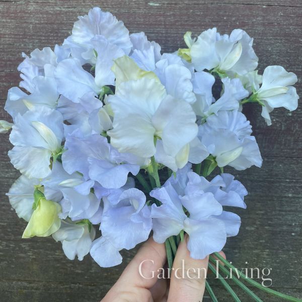 Hovedbilde Blomsterert 'Beverly Ann' - Lathyrus odoratus 