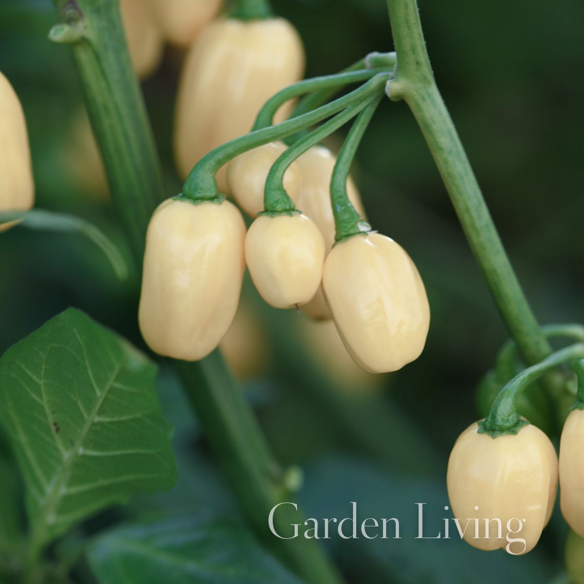 Chilipepper 'Habanero White' - Capsicum chinensis