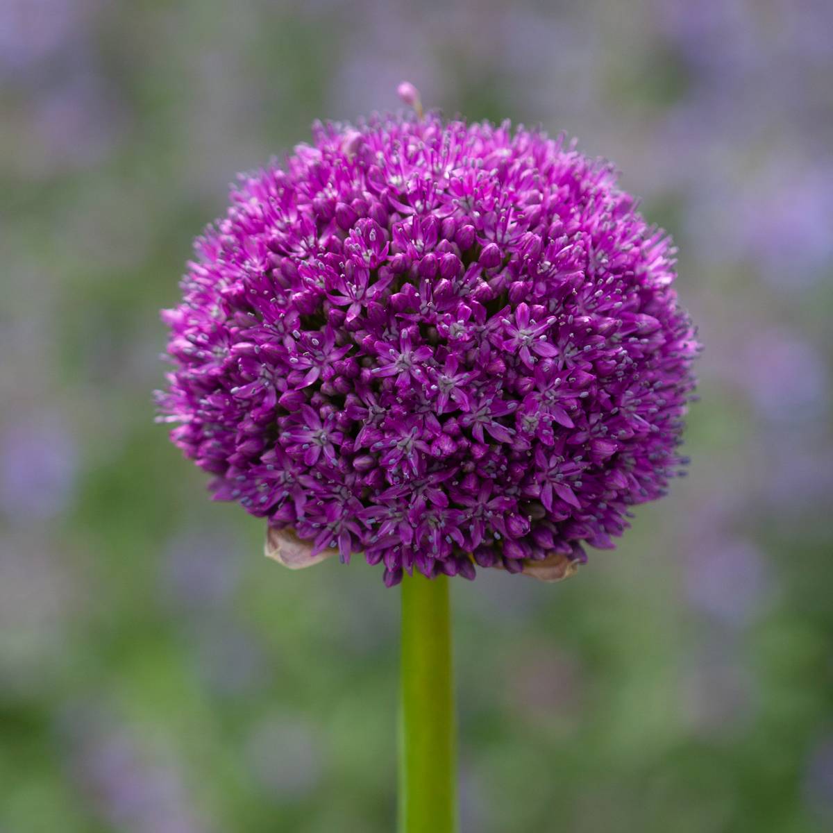Kjempeløk 'Ambassador' - Allium giganteum - 1 stk
