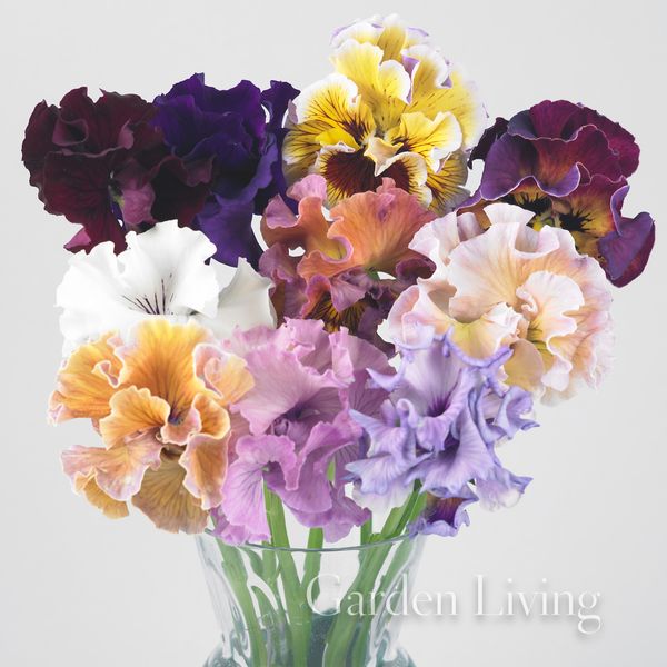 Hovedbilde Stemorsblomst 'Moulin Rouge Mixed’ - Viola