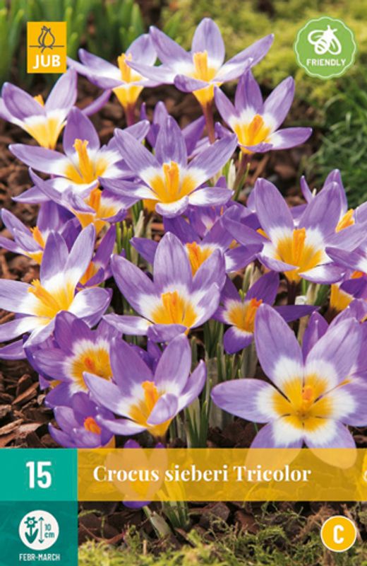 Gresk krokus 'Tricolor' - Crocus sieberi - 15 stk