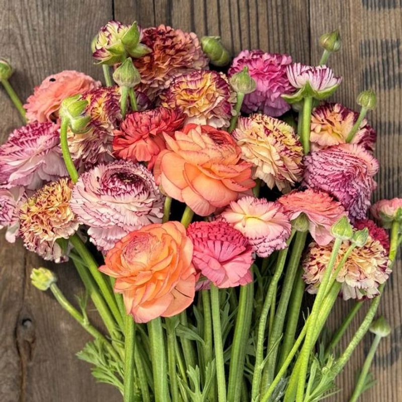 Ranunkel 'Elegance® Pastello Striato mix' - Ranunculus, 7 stk.