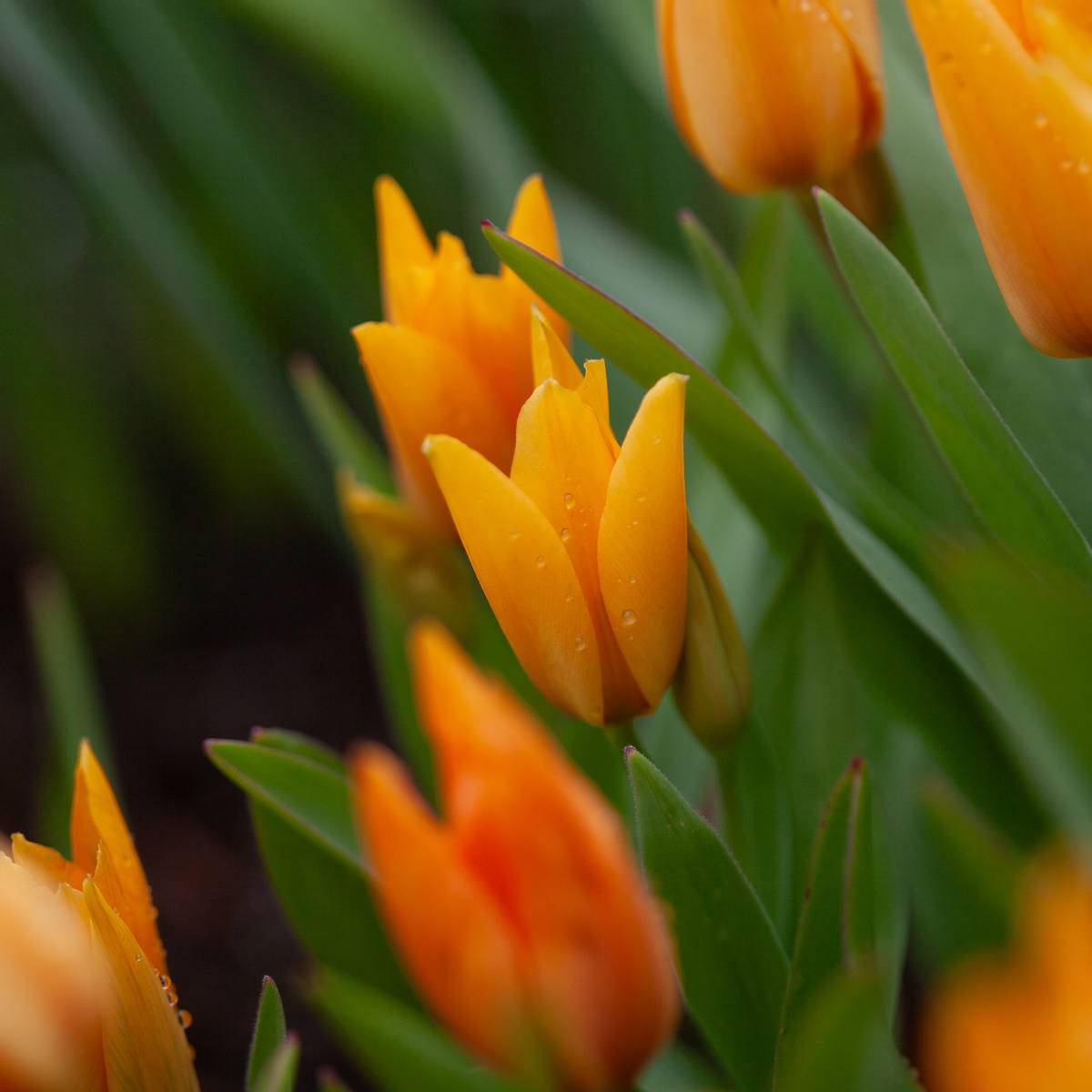 Symretulipan 'Shogun' - Tulipa prestans - 10 stk