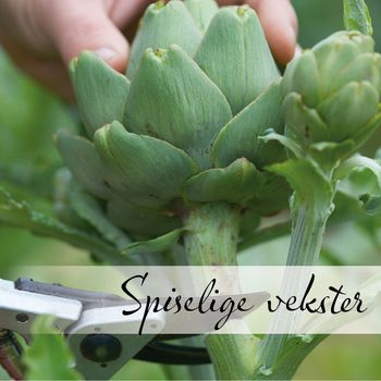 Hovedbilde Spiselige vekster