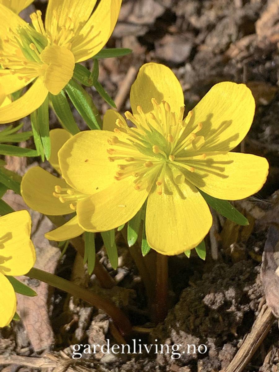 Småvinterblom - Eranthis cilicica - 10 stk