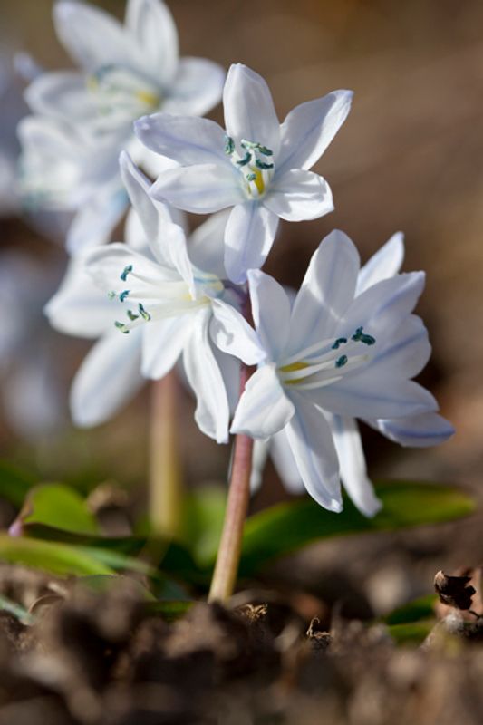 Persiablåstjerne - Scilla mischtscenkoana - 5 stk