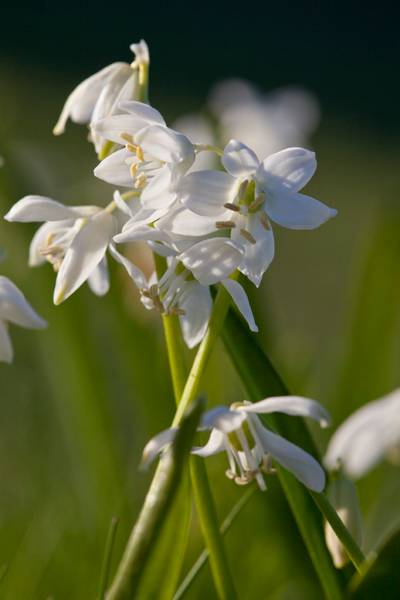 Hovedbilde Sibirblåstjerne, hvit - Othocallis siberica 'Alba' - 15 stk