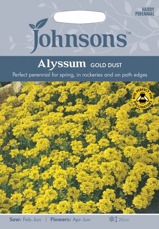 Steindodre 'Gold Dust' - Aurinia saxatilis 