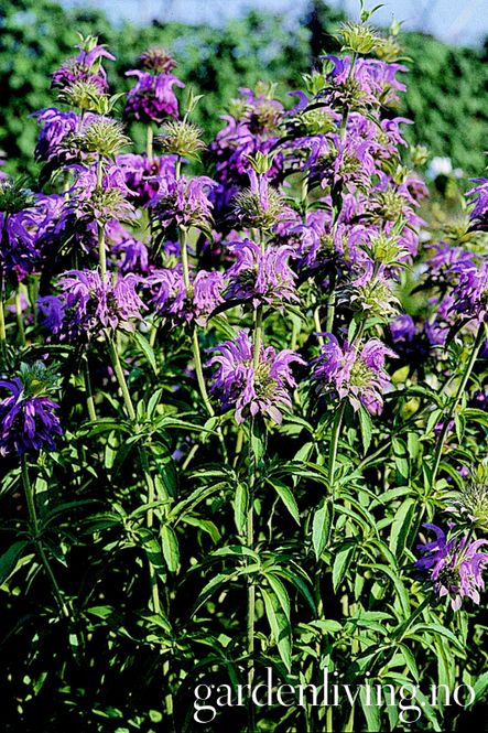 Hovedbilde Etasjeblomst 'Lambada' - Monarda didyma