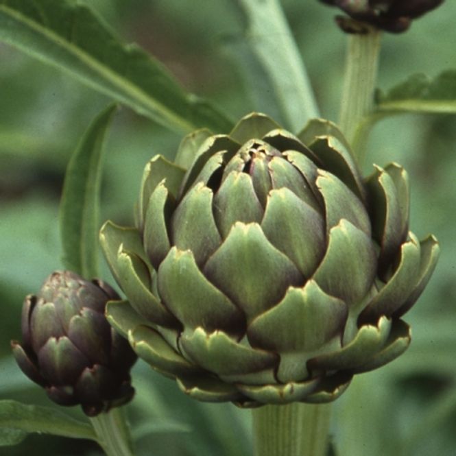 Hovedbilde Artisjokk 'Imperial Star' - Cynara scolymus