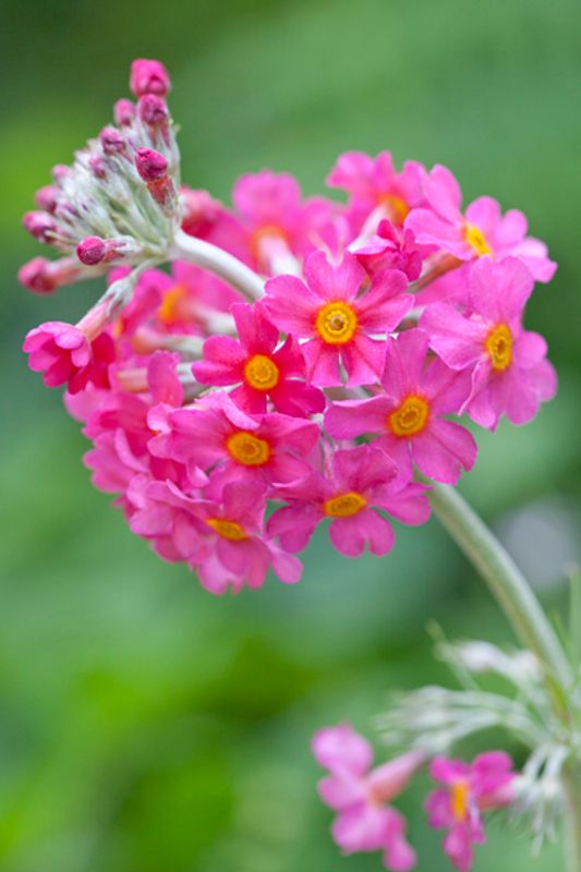 Kransprimula - Primula beesiana