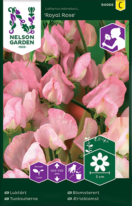 Hovedbilde Blomsterert 'Royal Rose' - Lathyrus odoratus 