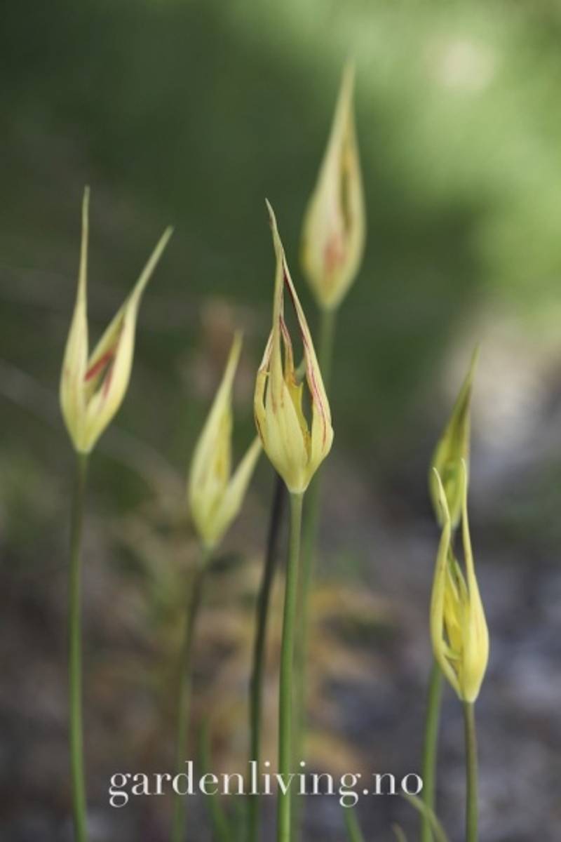 Tulipa acuminata - 1 stk 
