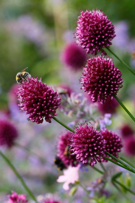 Kuleløk - Allium sphaerocephalon - 25 løk