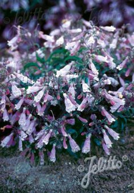 Hovedbilde Rørblomst - Penstemon hirsutus var. pygmeus