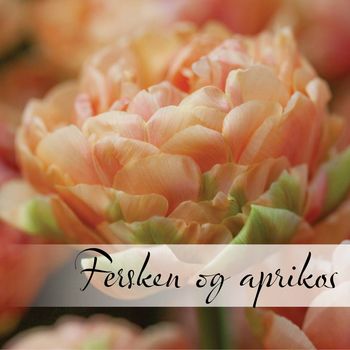 Hovedbilde Fersken og aprikos blomsterløk