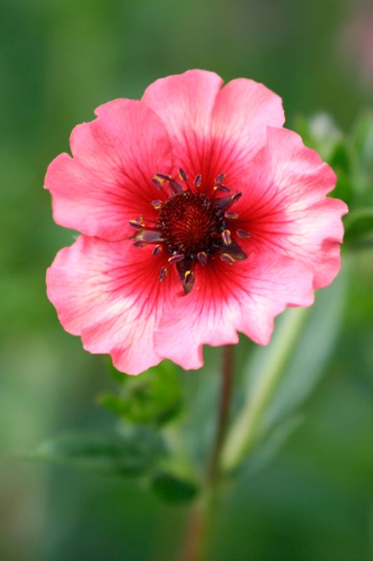 Nepalmure 'Miss Willmott' - Potentilla nepalensis