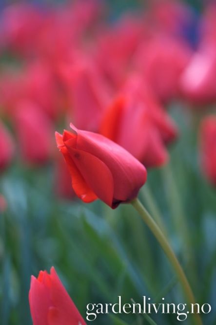 Hovedbilde Tulipa batalinii 'Red Gem' - 10 stk