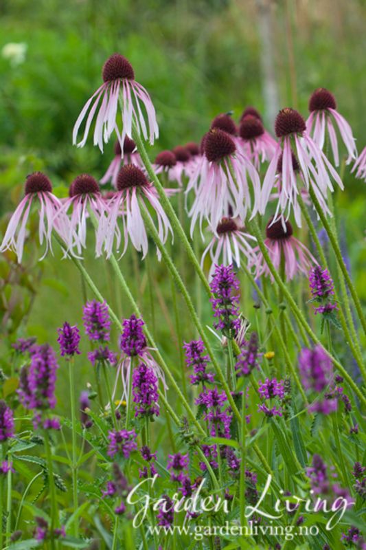 Blek solhatt - Echinacea pallida