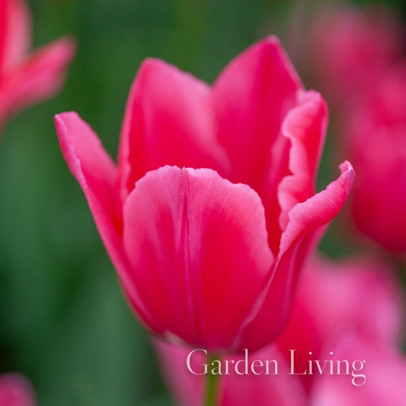 Tulipan 'Yosemite’, sen enkel - 10 stk