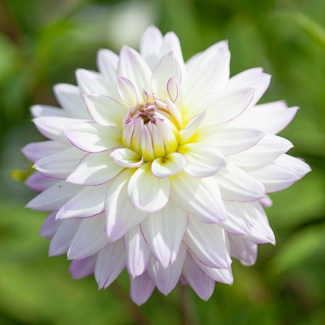 Hovedbilde Georgine 'Crazy Love' - Dahlia x cultorum, 1 stk.