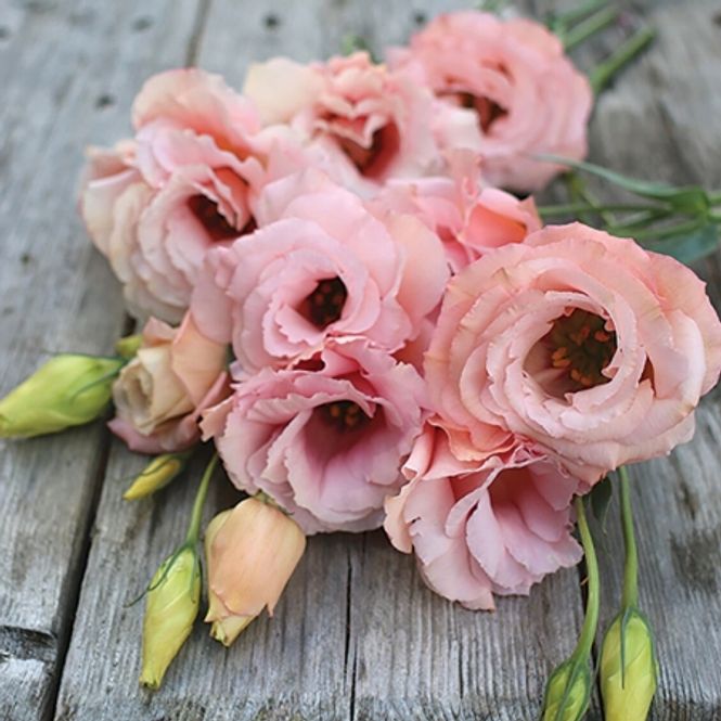 Hovedbilde Lisianthus 'Arena Apricot' F1 - Eustomia grandiflora