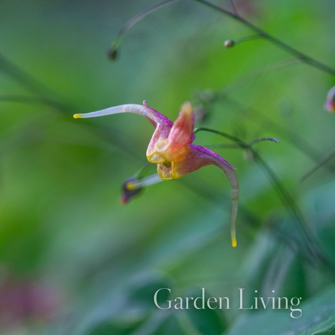 Hovedbilde Bispelue 'Akame' - Epimedium x omeiense